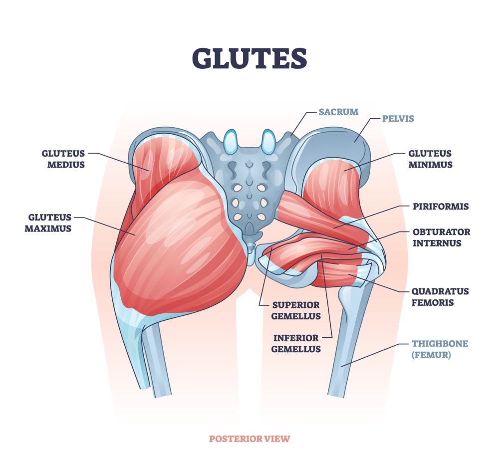 Hip muscles weak gluts