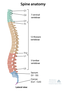 pinal anatomy for treatment of misalignment at wimbledon chiropractic and sports injury clinic for back pain